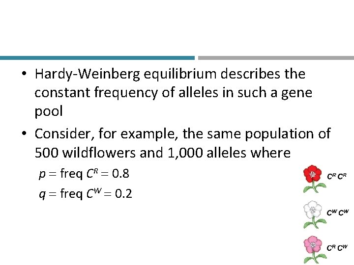  • Hardy-Weinberg equilibrium describes the constant frequency of alleles in such a gene