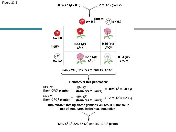 Figure 23. 8 80% CR (p = 0. 8) 20% CW (q = 0.