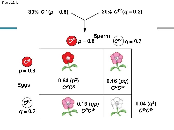 Figure 23. 8 a 20% CW (q = 0. 2) 80% CR (p =