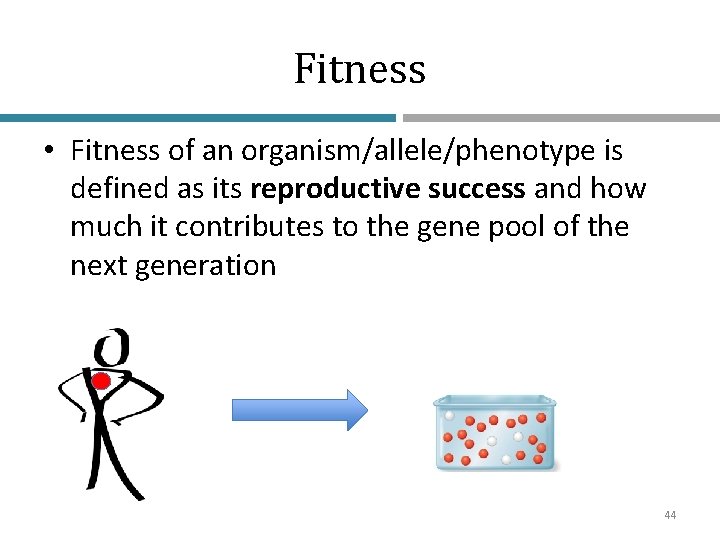 Fitness • Fitness of an organism/allele/phenotype is defined as its reproductive success and how