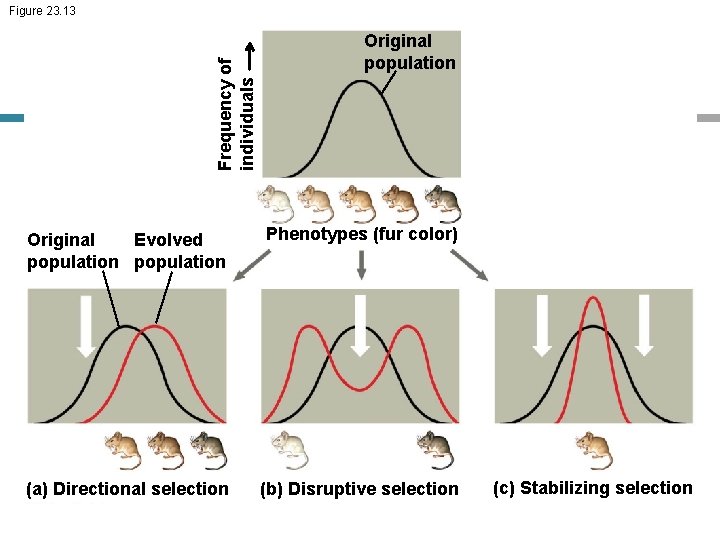 Frequency of individuals Figure 23. 13 Original population Original Evolved population Phenotypes (fur color)