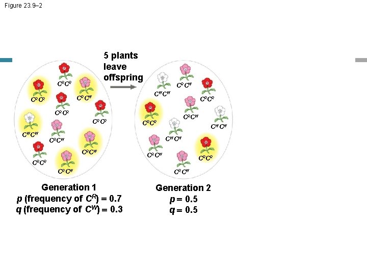 Figure 23. 9– 2 5 plants leave offspring CRCR CWCW CRCR CRCW CRCR CWCW
