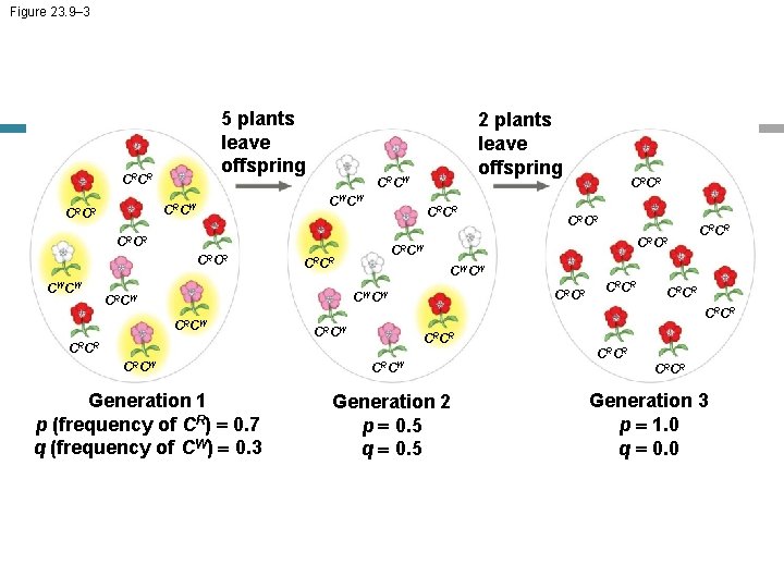 Figure 23. 9– 3 5 plants leave offspring CRCR CRCW CWCW CRCR CRCR CWCW