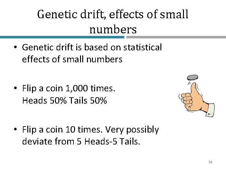 Genetic drift, effects of small numbers • Genetic drift is based on statistical effects