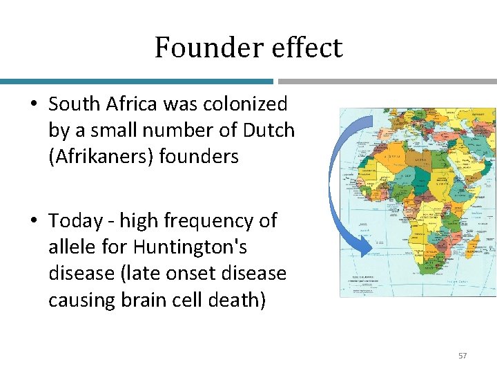 Founder effect • South Africa was colonized by a small number of Dutch (Afrikaners)