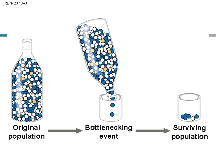 Figure 23. 10– 3 Original population Bottlenecking event Surviving population 