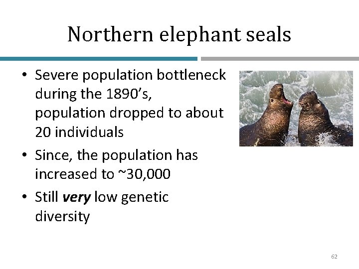 Northern elephant seals • Severe population bottleneck during the 1890’s, population dropped to about