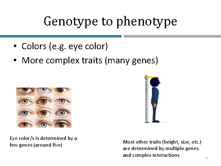 Genotype to phenotype • Colors (e. g. eye color) • More complex traits (many