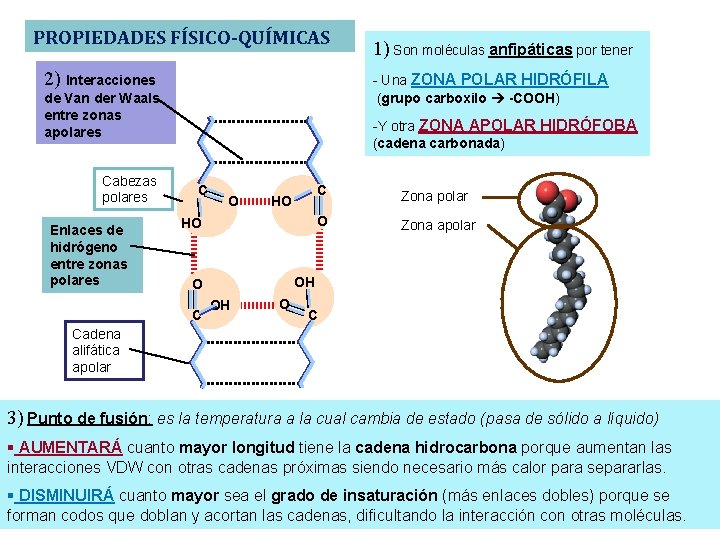 PROPIEDADES FÍSICO-QUÍMICAS 2) Interacciones - Una ZONA POLAR HIDRÓFILA (grupo carboxilo -COOH) de Van