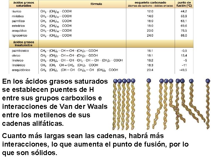 En los ácidos grasos saturados se establecen puentes de H entre sus grupos carboxilos