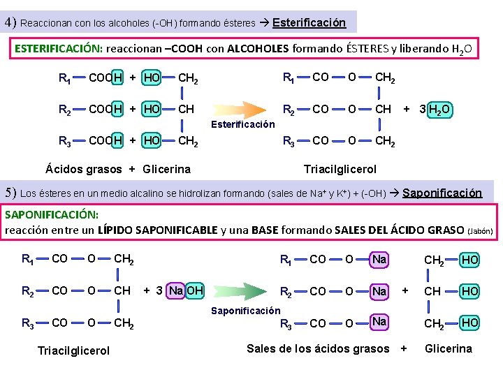 4) Reaccionan con los alcoholes (-OH) formando ésteres Esterificación ESTERIFICACIÓN: reaccionan –COOH con ALCOHOLES