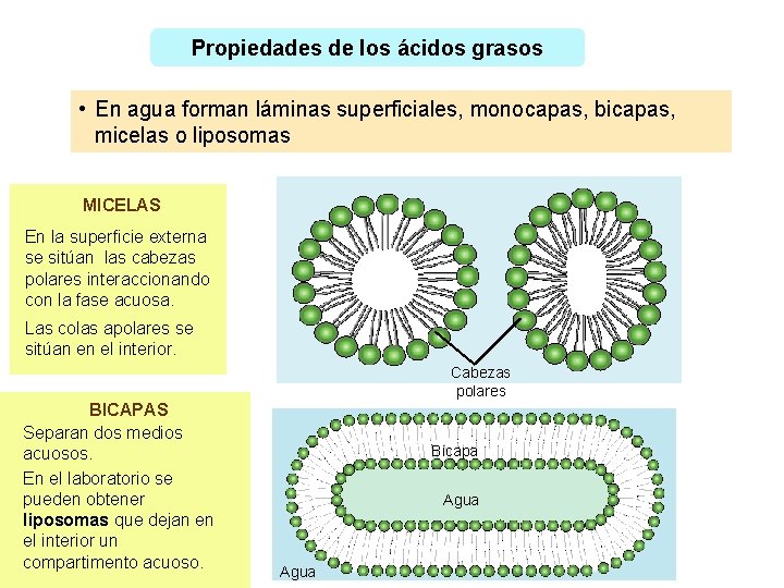 Propiedades de los ácidos grasos • En agua forman láminas superficiales, monocapas, bicapas, micelas