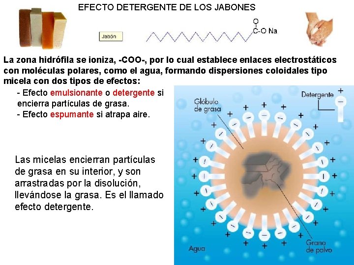 EFECTO DETERGENTE DE LOS JABONES La zona hidrófila se ioniza, -COO-, por lo cual