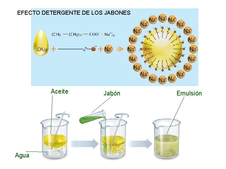 EFECTO DETERGENTE DE LOS JABONES Aceite Agua Jabón Emulsión 