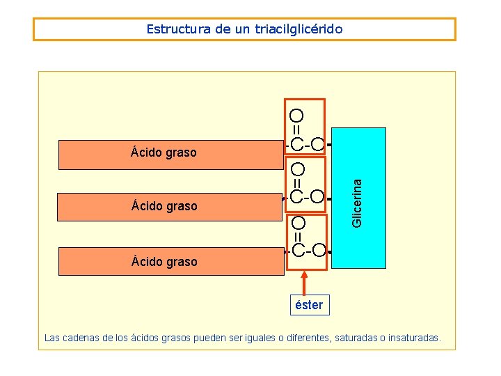 Estructura de un triacilglicérido = Ácido graso Glicerina = O -C-O CH 2 Ácido