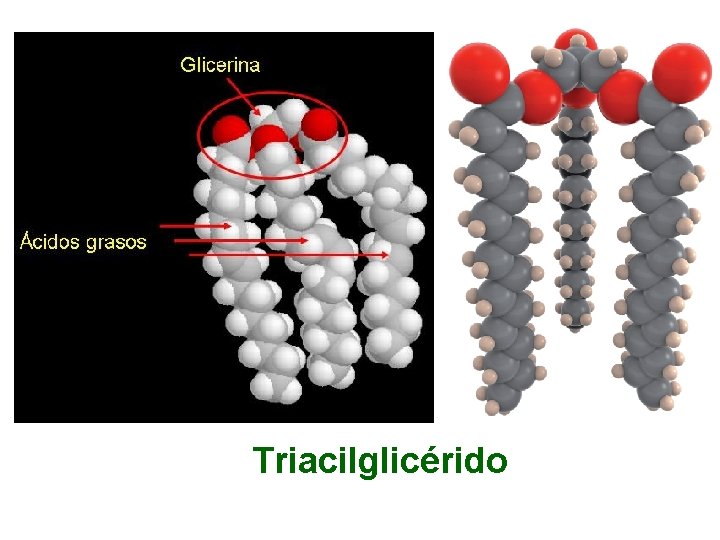 Triacilglicérido 