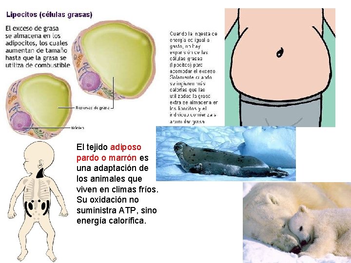 El tejido adiposo pardo o marrón es una adaptación de los animales que viven