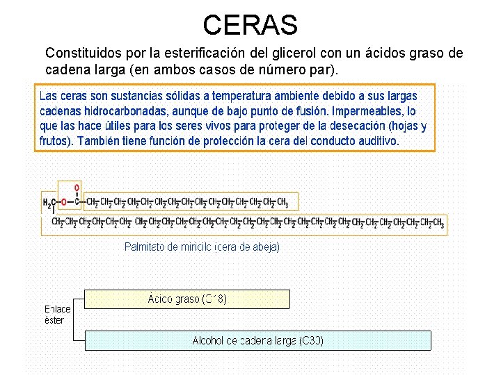 CERAS Constituidos por la esterificación del glicerol con un ácidos graso de cadena larga