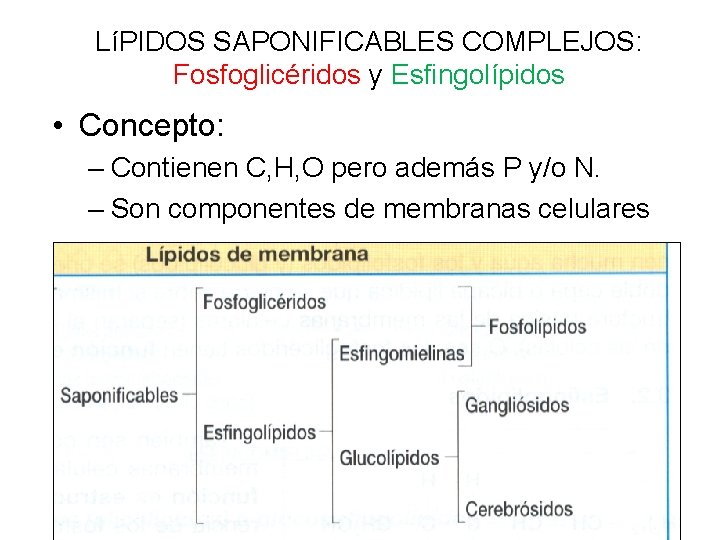 LíPIDOS SAPONIFICABLES COMPLEJOS: Fosfoglicéridos y Esfingolípidos • Concepto: – Contienen C, H, O pero