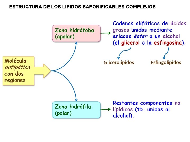 ESTRUCTURA DE LOS LIPIDOS SAPONIFICABLES COMPLEJOS 