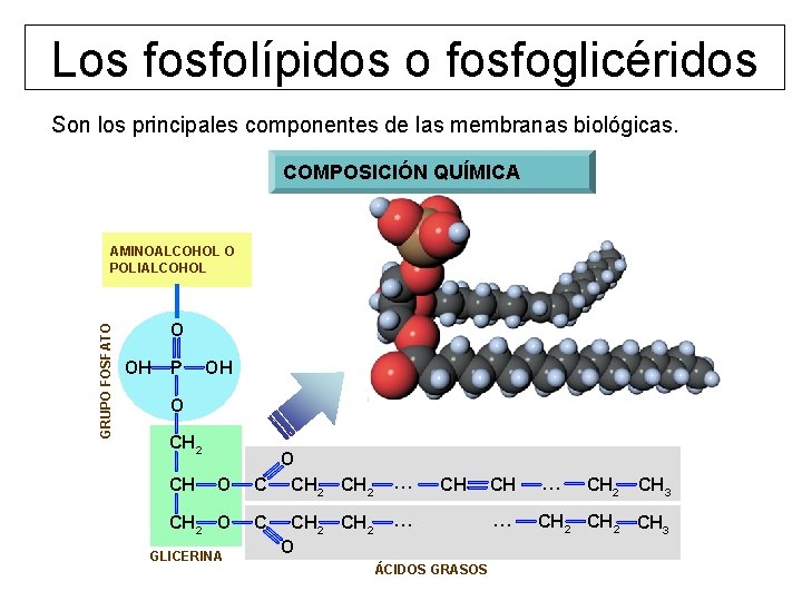 Los fosfolípidos o fosfoglicéridos Son los principales componentes de las membranas biológicas. COMPOSICIÓN QUÍMICA