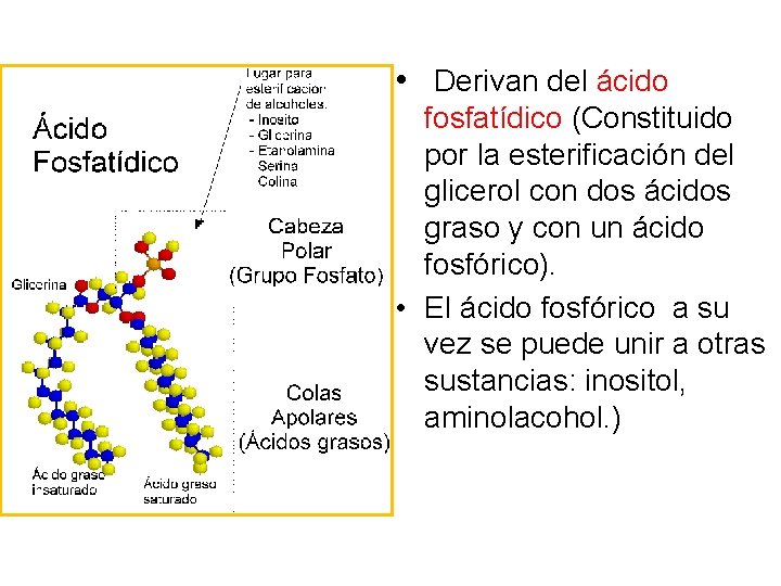  • Derivan del ácido fosfatídico (Constituido por la esterificación del glicerol con dos