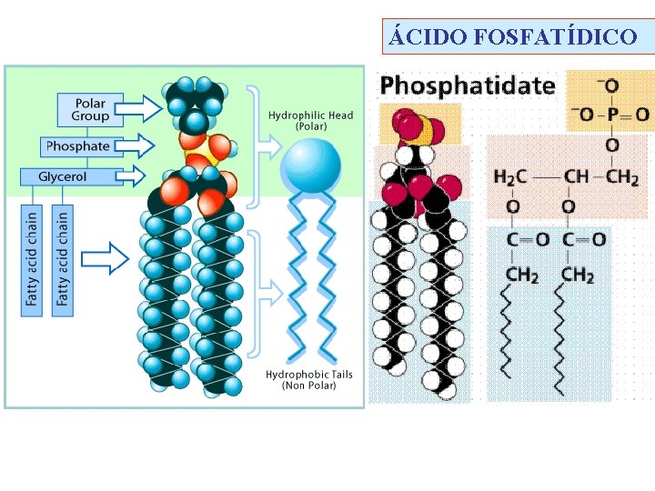 ÁCIDO FOSFATÍDICO 