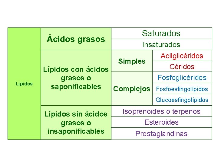 Ácidos grasos Saturados Insaturados Simples Lípidos Acilglicéridos Céridos Lípidos con ácidos Fosfoglicéridos grasos o