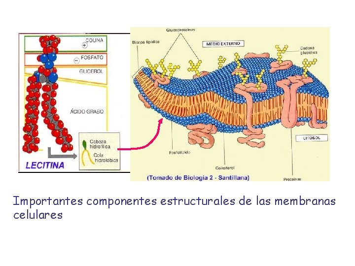 Importantes componentes estructurales de las membranas celulares 