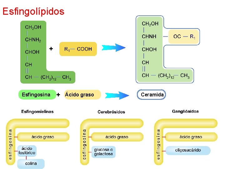 Esfingolípidos + Esfingosina + Ácido graso Ceramida 