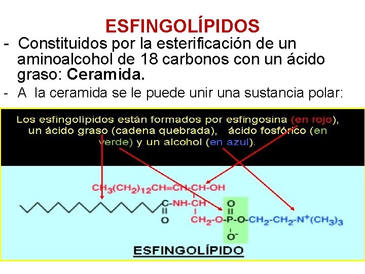 ESFINGOLÍPIDOS - Constituidos por la esterificación de un aminoalcohol de 18 carbonos con un
