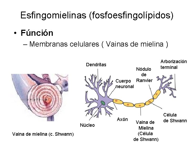 Esfingomielinas (fosfoesfingolípidos) • Fúnción – Membranas celulares ( Vainas de mielina ) Dendritas Cuerpo