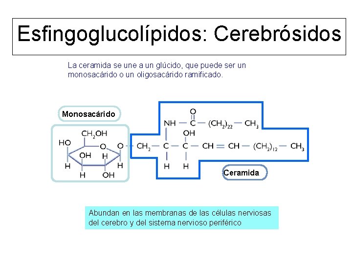 Esfingoglucolípidos: Cerebrósidos La ceramida se une a un glúcido, que puede ser un monosacárido