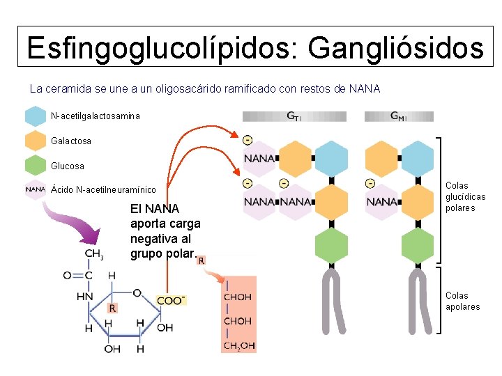 Esfingoglucolípidos: Gangliósidos La ceramida se une a un oligosacárido ramificado con restos de NANA