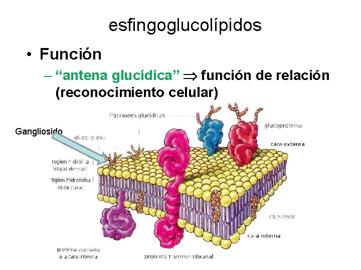 esfingoglucolípidos • Función – “antena glucídica” función de relación (reconocimiento celular) Gangliosido 