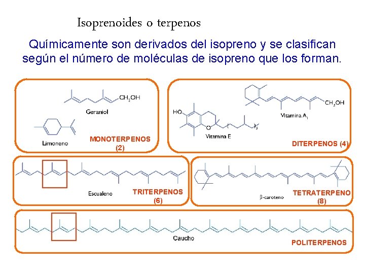 Isoprenoides o terpenos Químicamente son derivados del isopreno y se clasifican según el número