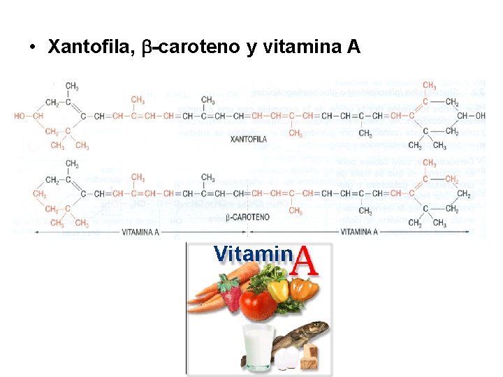  • Xantofila, -caroteno y vitamina A 