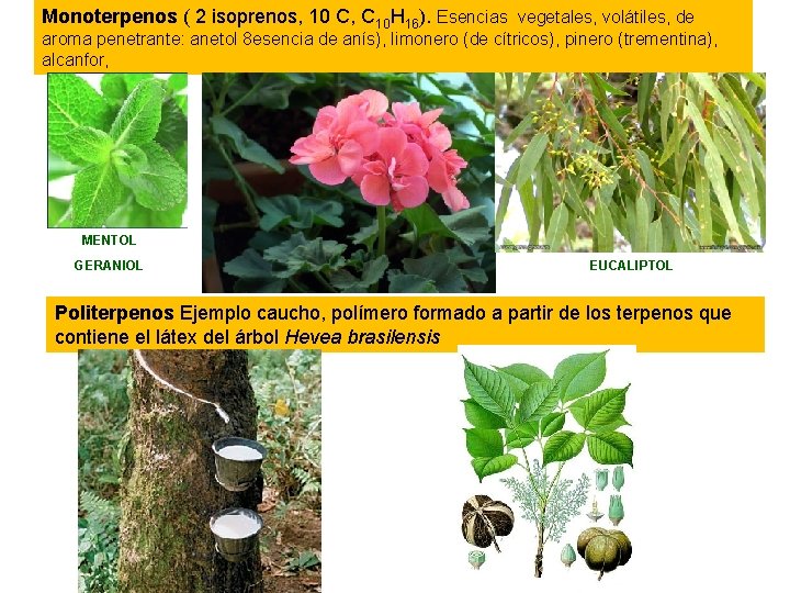 Monoterpenos ( 2 isoprenos, 10 C, C 10 H 16). Esencias vegetales, volátiles, de