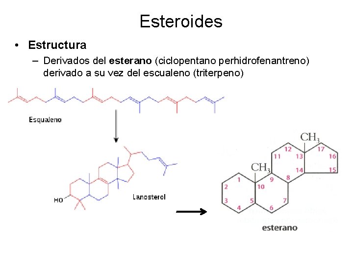 Esteroides • Estructura – Derivados del esterano (ciclopentano perhidrofenantreno) derivado a su vez del