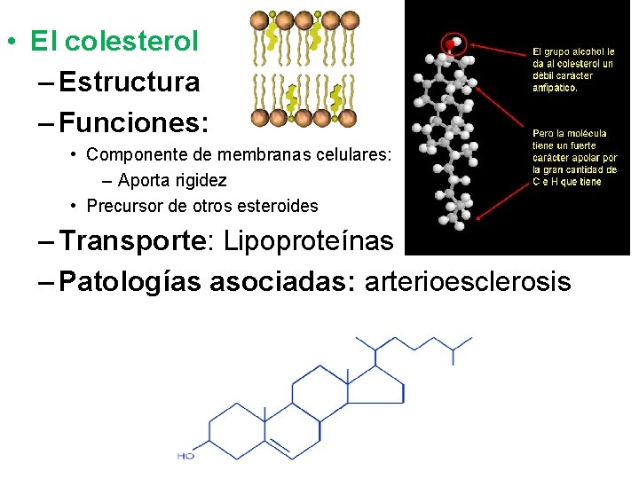  • El colesterol – Estructura – Funciones: • Componente de membranas celulares: –