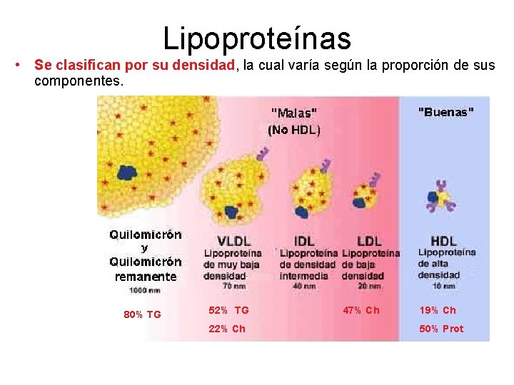 Lipoproteínas • Se clasifican por su densidad, la cual varía según la proporción de