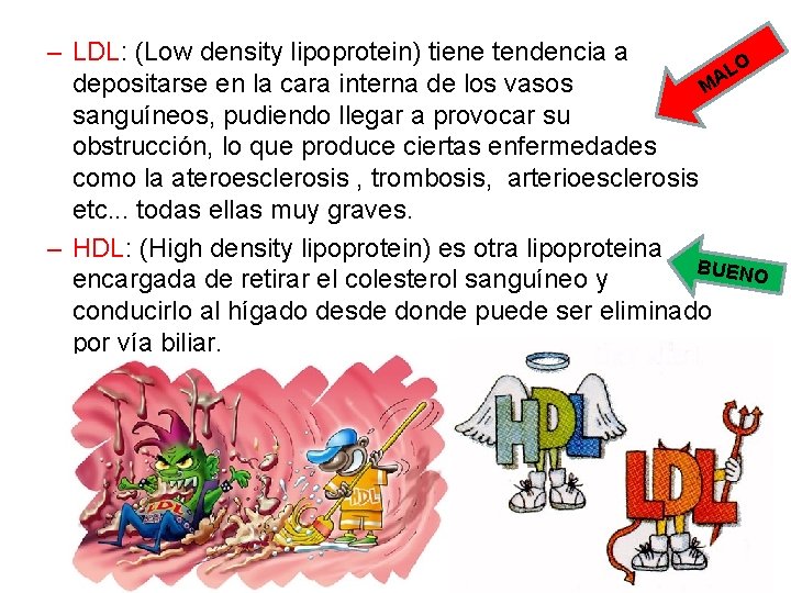 – LDL: (Low density lipoprotein) tiene tendencia a LO A depositarse en la cara