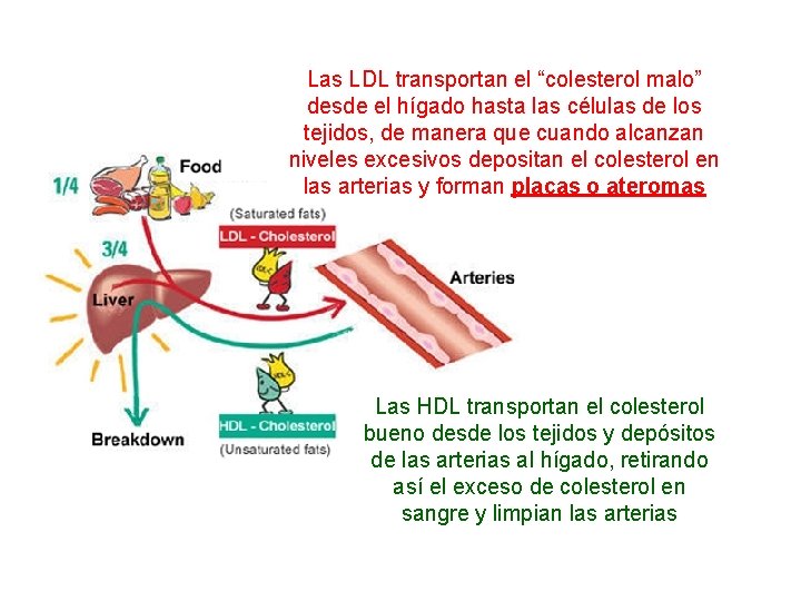 Las LDL transportan el “colesterol malo” desde el hígado hasta las células de los