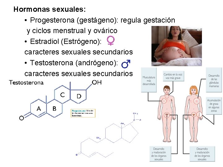 Hormonas sexuales: • Progesterona (gestágeno): regula gestación y ciclos menstrual y ovárico • Estradiol