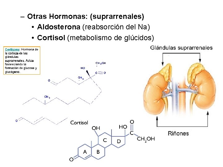 – Otras Hormonas: (suprarrenales) • Aldosterona (reabsorción del Na) • Cortisol (metabolismo de glúcidos)