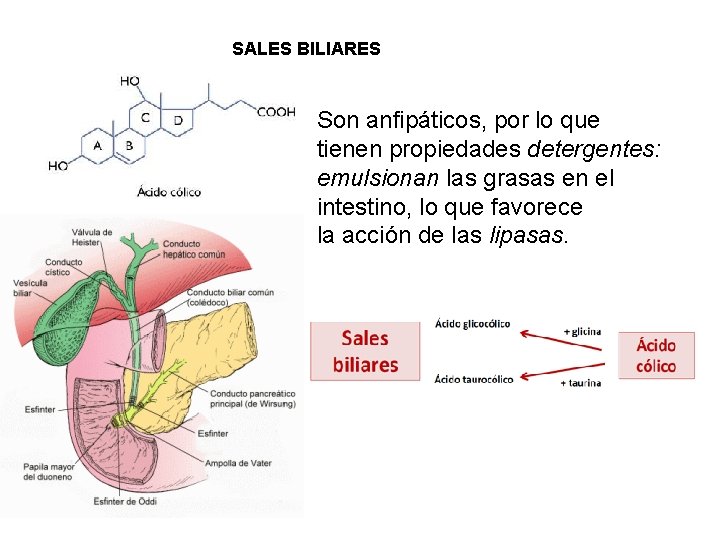 SALES BILIARES Son anfipáticos, por lo que tienen propiedades detergentes: emulsionan las grasas en