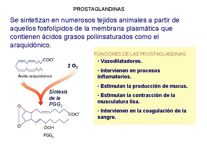 PROSTAGLANDINAS Se sintetizan en numerosos tejidos animales a partir de aquellos fosfolípidos de la