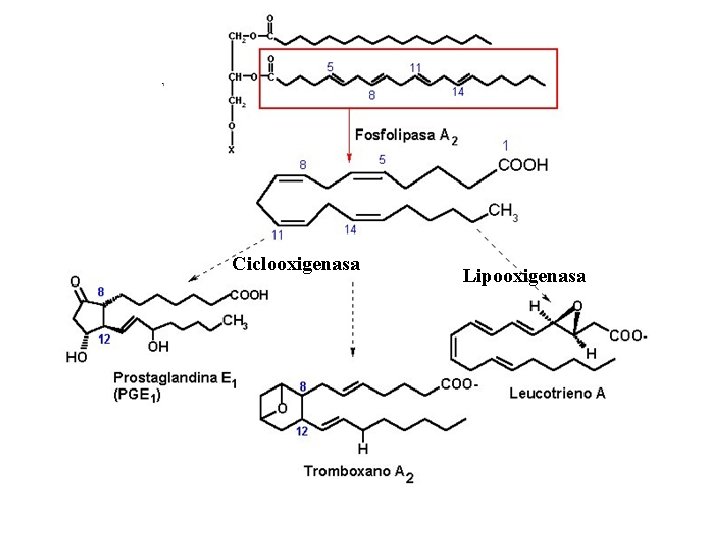 Ciclooxigenasa Lipooxigenasa 