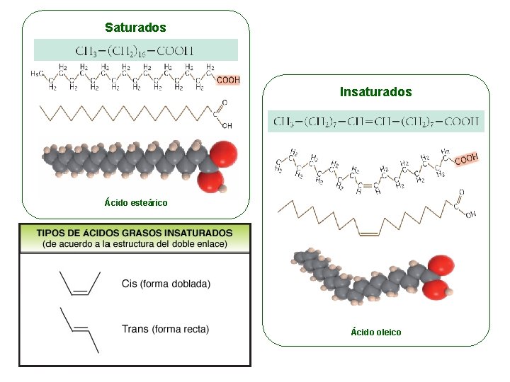 Saturados Insaturados Ácido esteárico Ácido oleico 