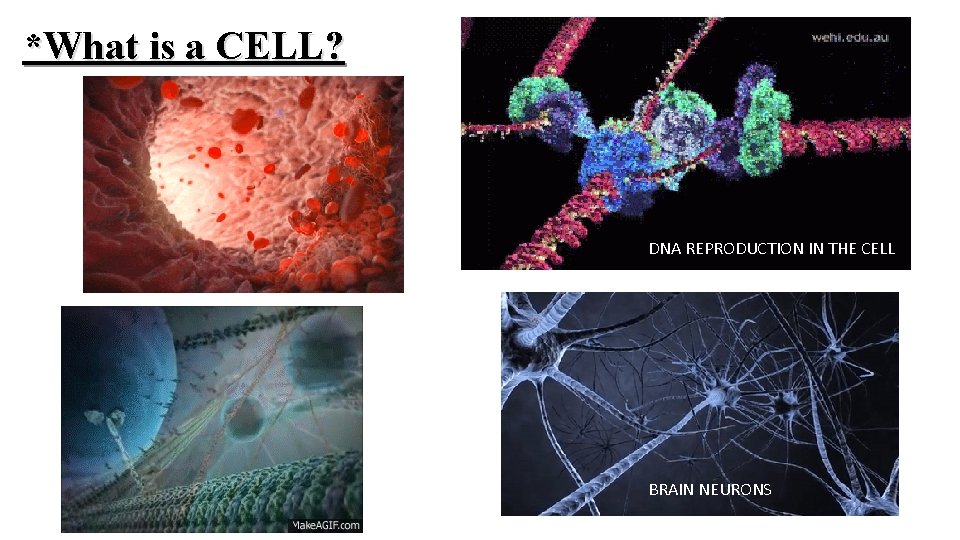 *What is a CELL? DNA REPRODUCTION IN THE CELL BRAIN NEURONS 